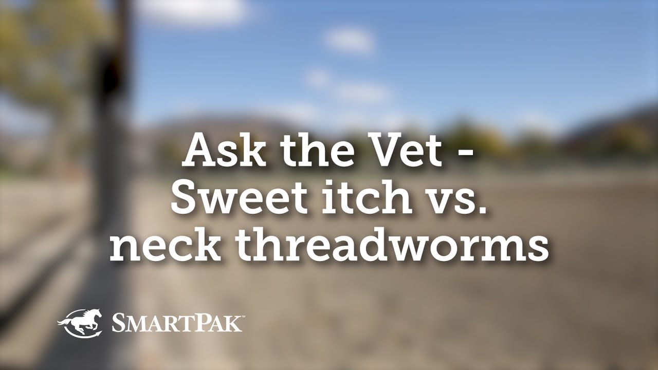 Ask the Vet - Sweet itch vs neck threadworms