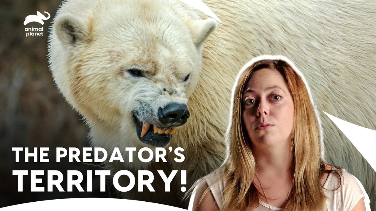 Polar Bear Attacks In The World’s Deadliest Cold! | I Was Prey S1 E4 | Animal Planet India