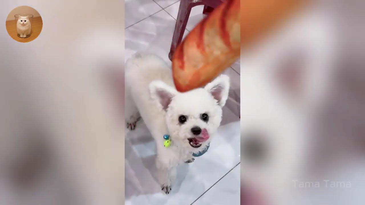 The Funniest Cat Videos 🐱 Try Not To Laugh Part 45