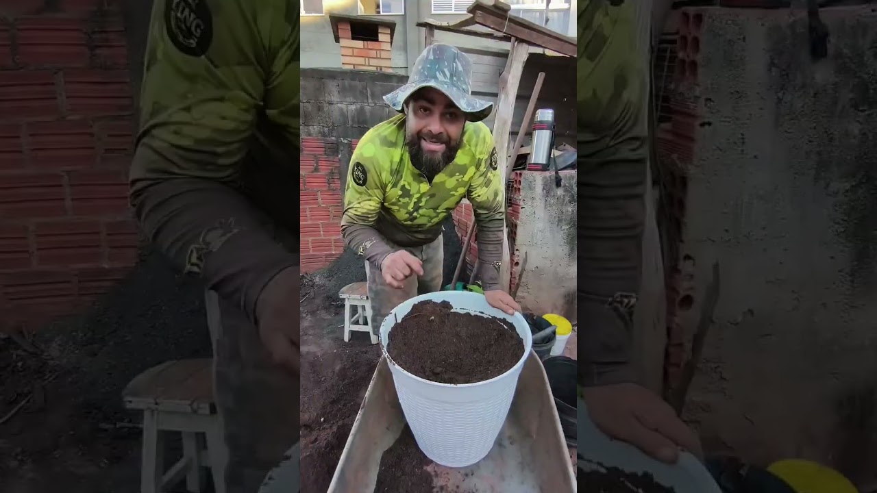 Como plantar goiaba no vaso 