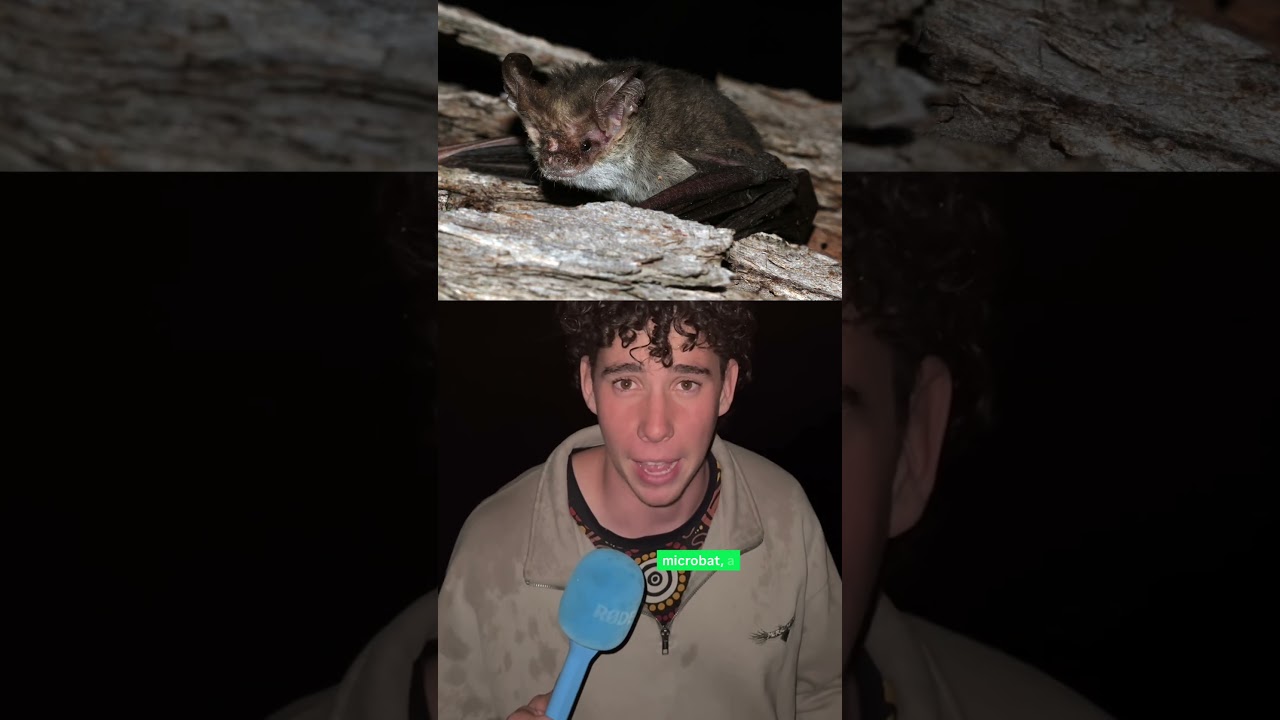 Join Kai, protect the night sky. Light pollution is hurting cultural knowledge and biodiversity