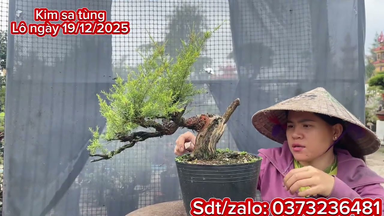 Kim sa tùng thuần chậu giá rẻ. Dòng lá kim, thơm mùi tinh dầu. Lô ngày 19/12/2025