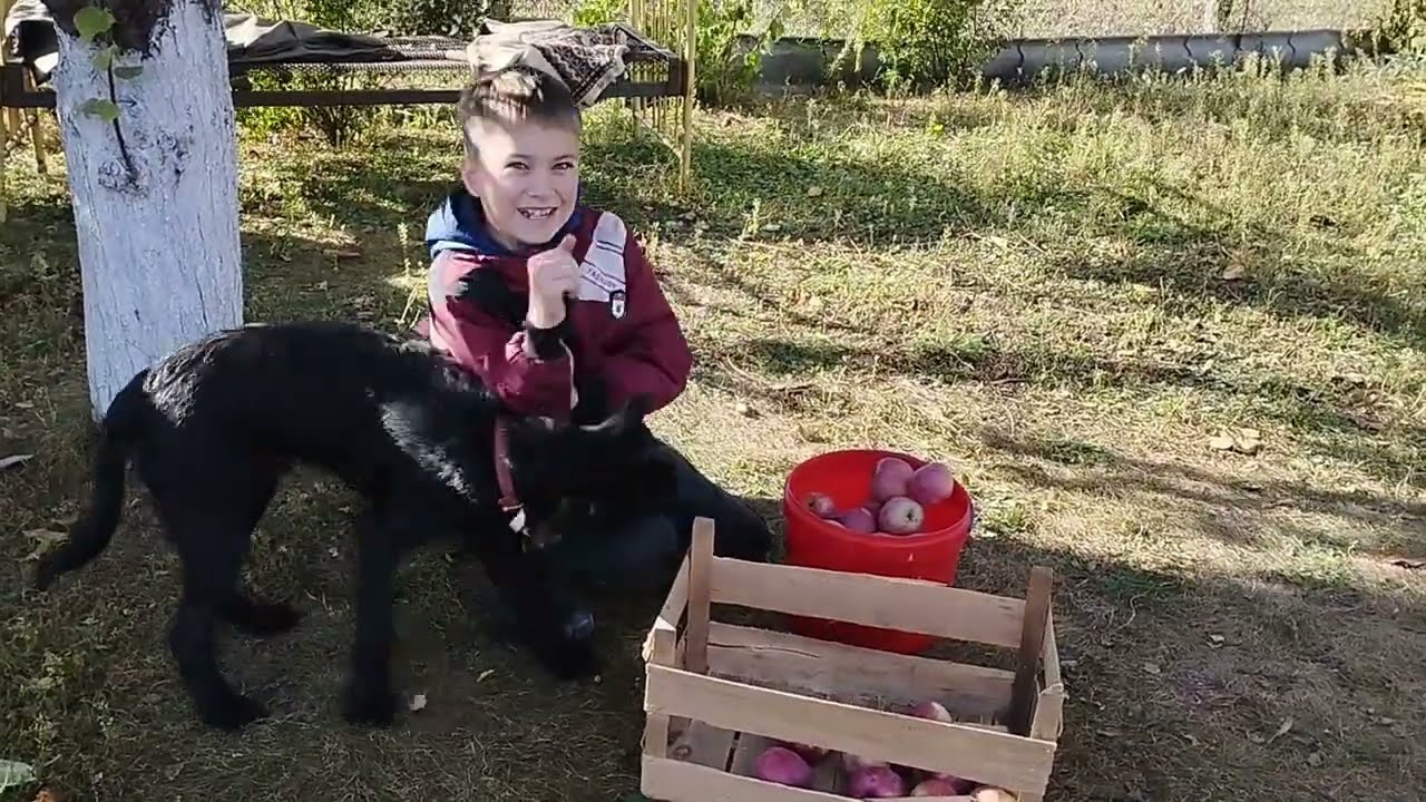 Зриваємо яблука