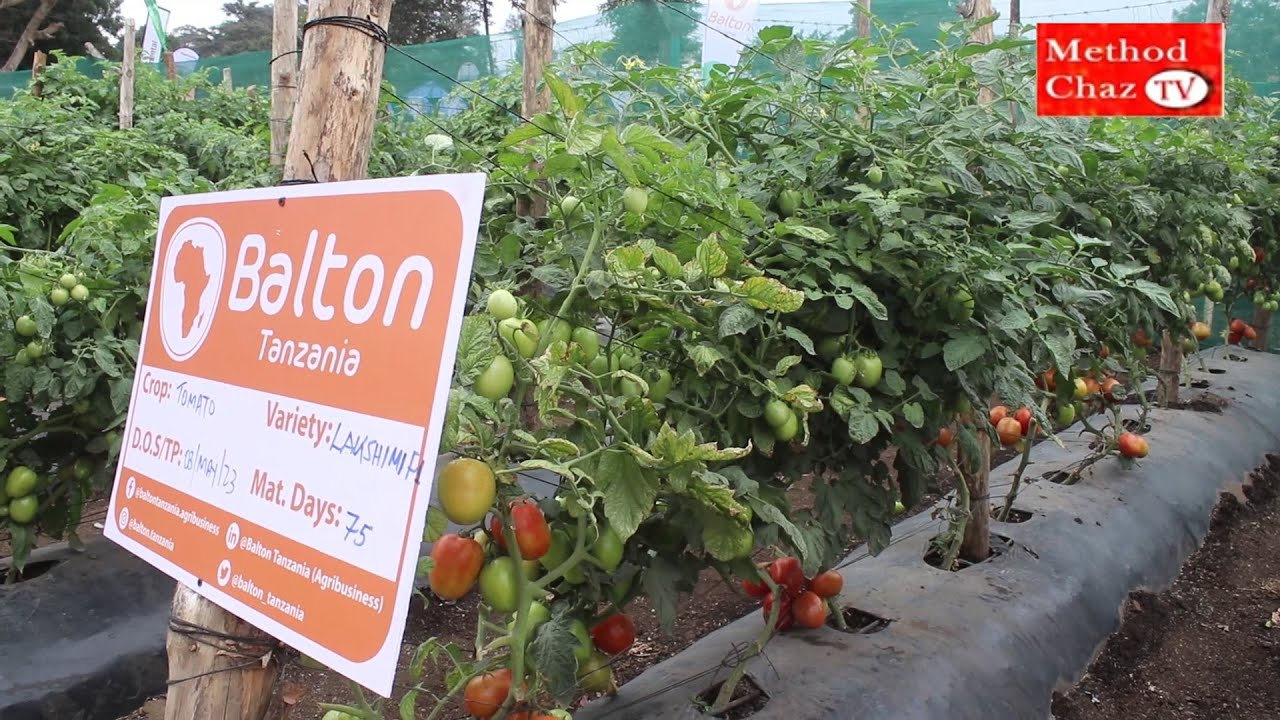 BALTON TANZANIA LIMITED KAMPUNI ILIYO TUKUKA TANGU 1962 KTK UTENGENEZAJI NA UFUATILIJI WA MBEGU