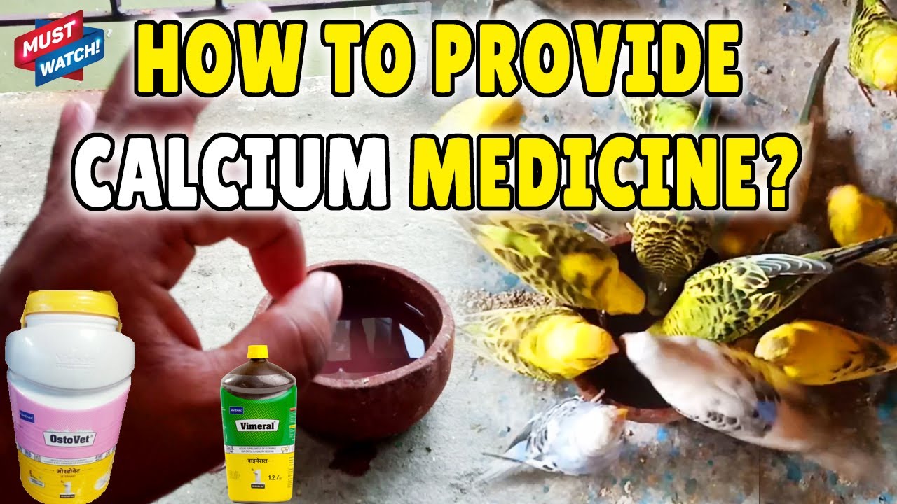 How To PROVIDE CALCIUM MEDICINE To Birds? Best Calcium Medicine Birds ke Liye Calcium |Happy Budgies