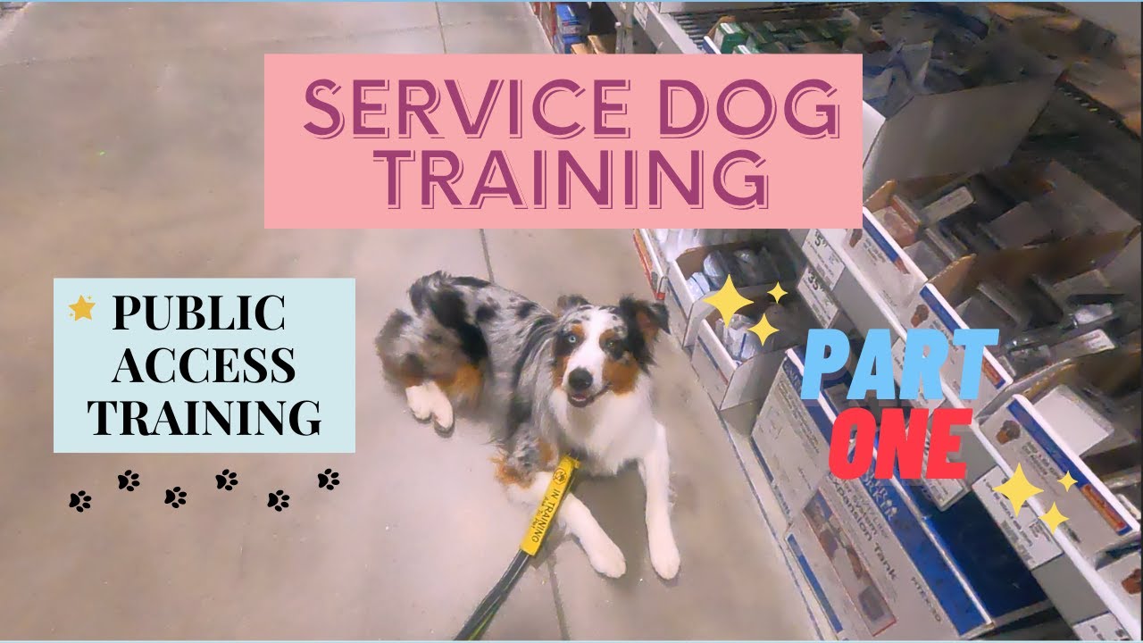 Service Dog Training Vlog: Public Access Training Pt. 1: down stays, heel | Australian Shepherd