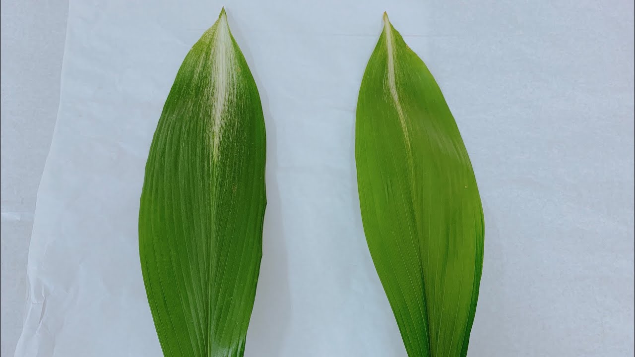 【レッスン】葉ランの右葉と左葉の違いと生け花とフラワーデザインでの使い方の違いと覚えるポイントを教えます