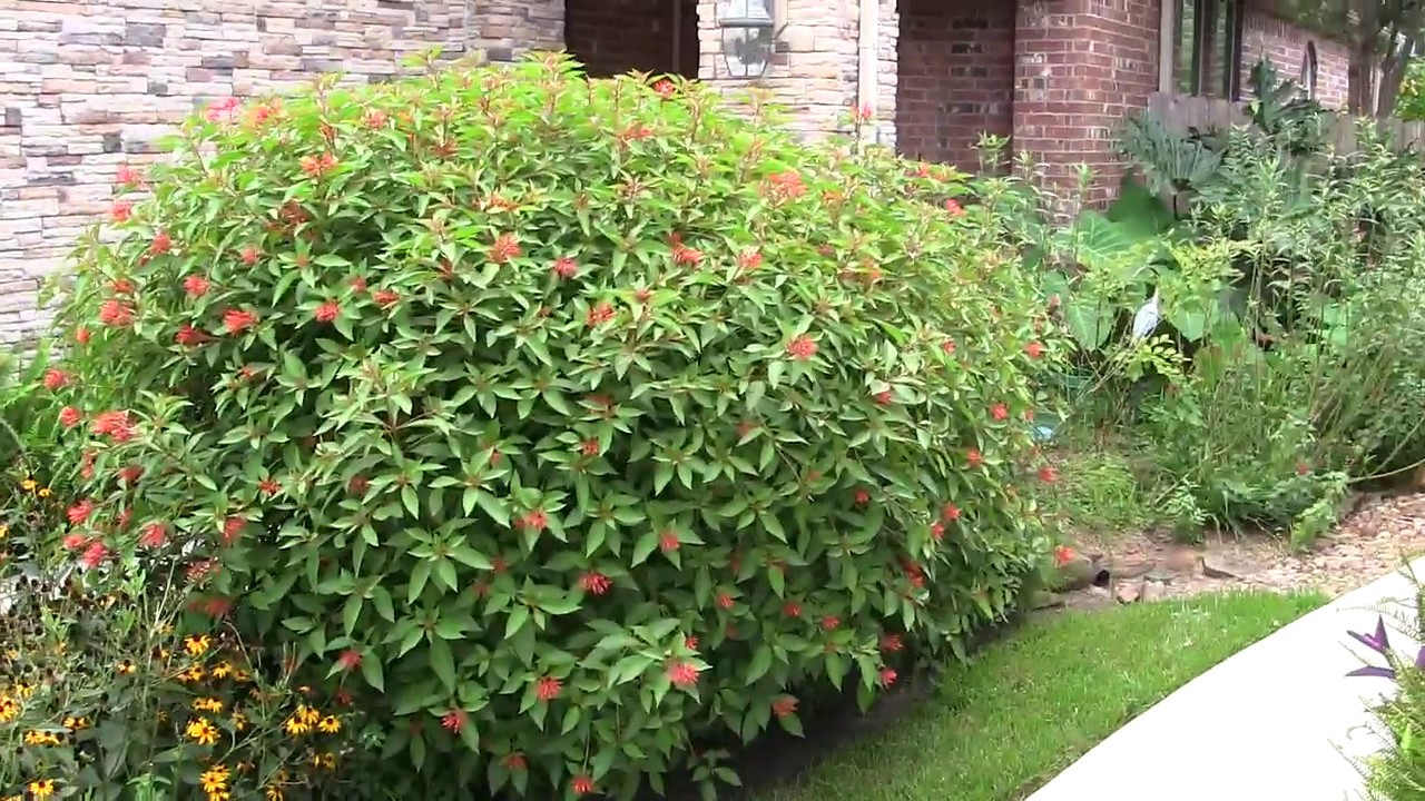 Milkweed Garden with Monarch Butterflies and Hummingbirds in Texas
