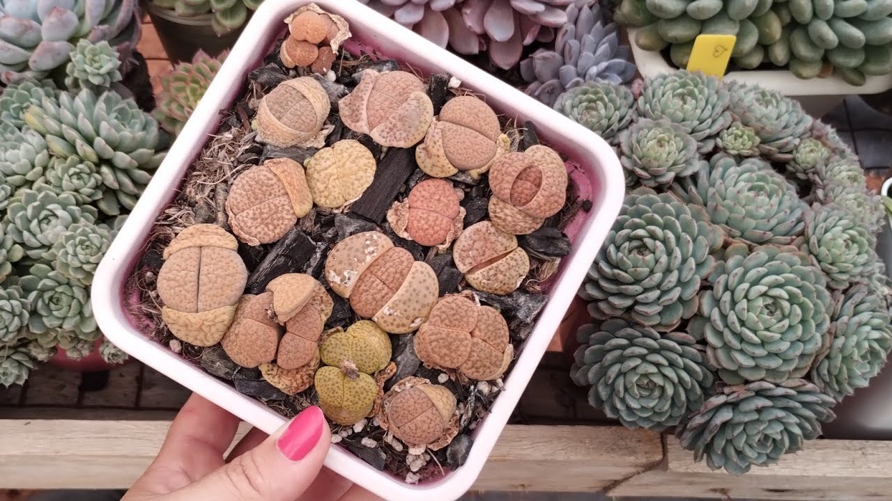 SUCESSO!!! Cultivo PERFEITO de LITHOPS