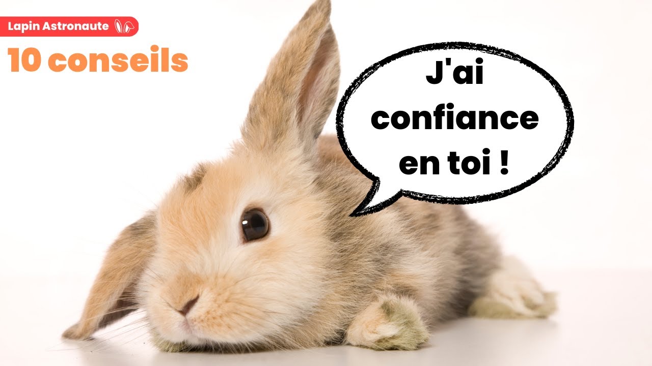 Comment gagner la CONFIANCE d'un LAPIN dans le temps ? 10 CONSEILS ! 🐰