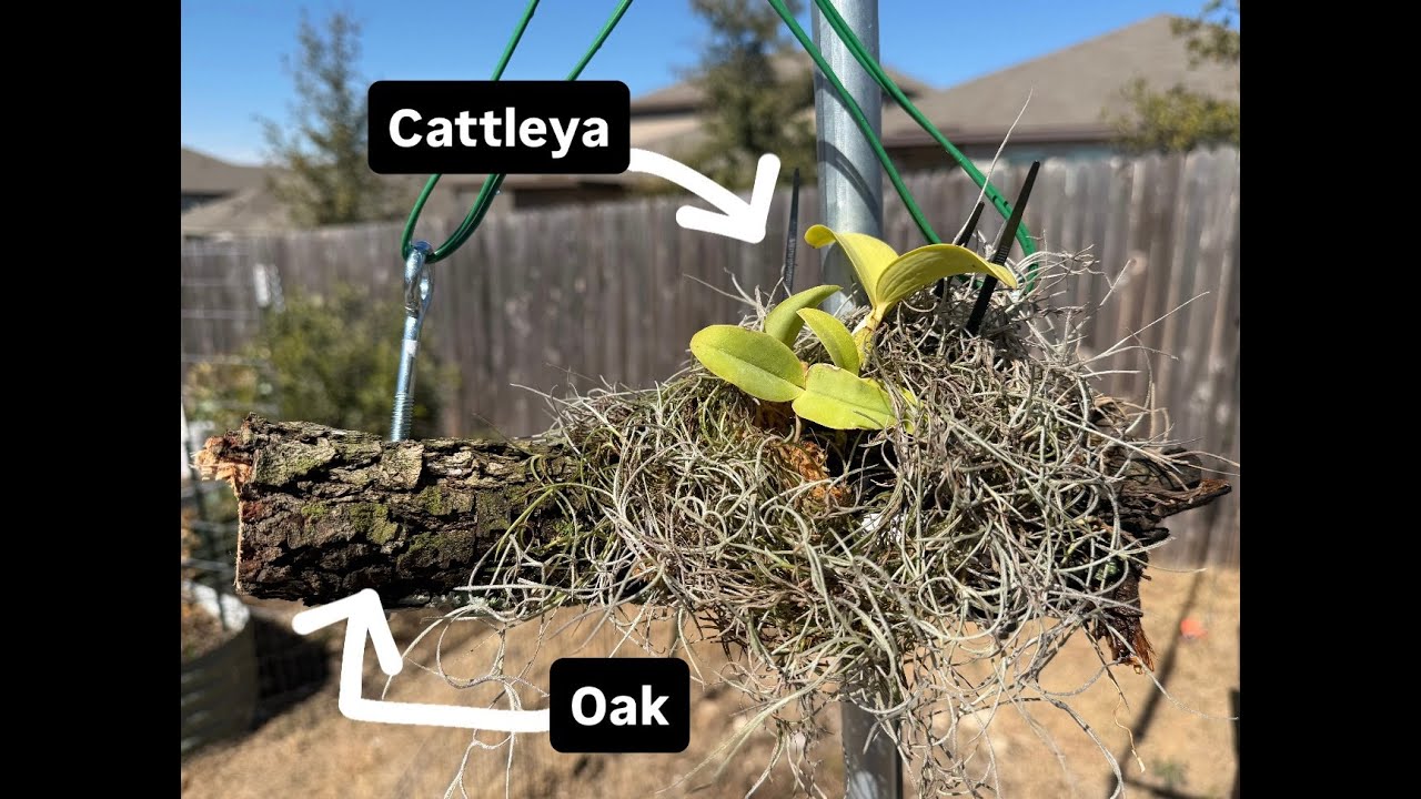 How to Mount Cattleyas - Step-by-Step Guide