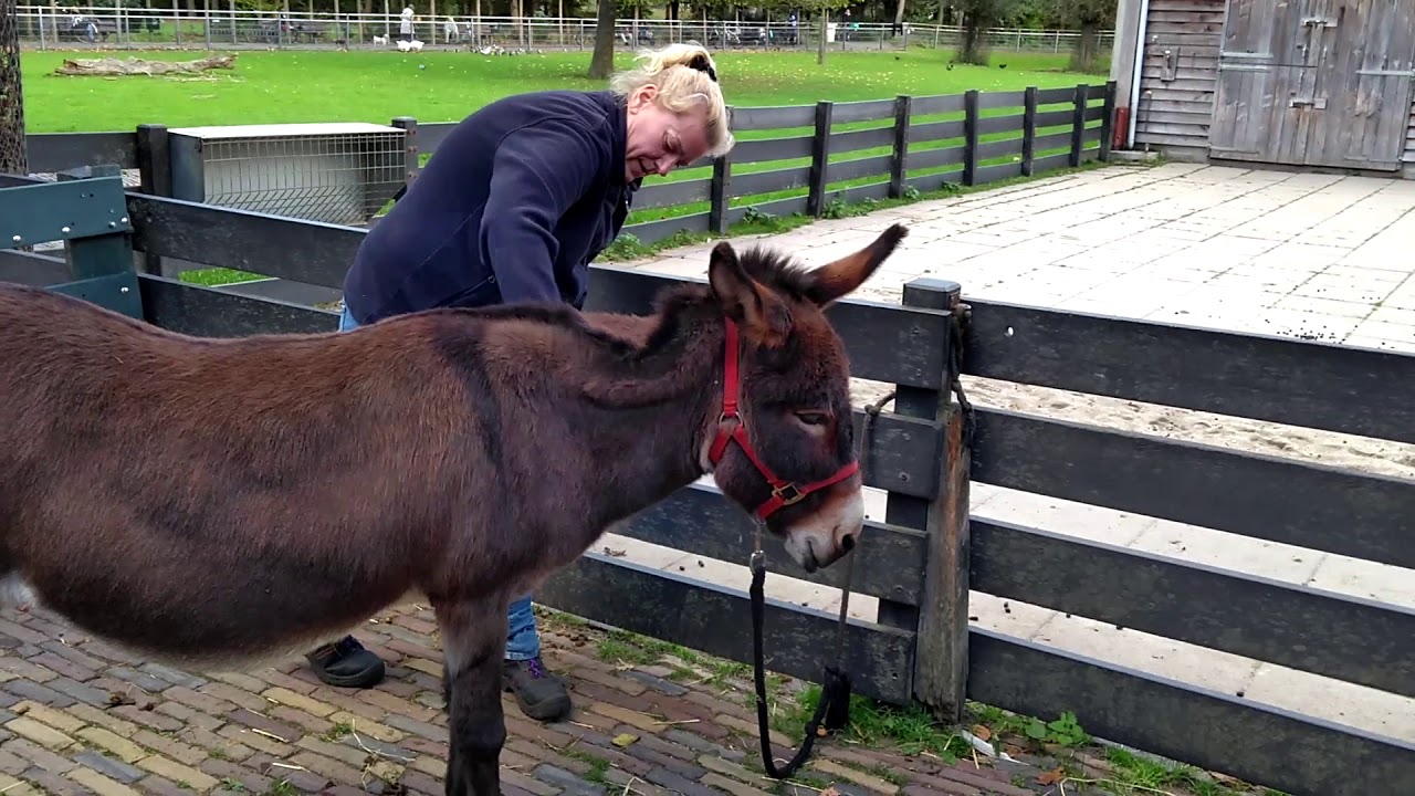De ezels van BuurtBoerderij De Nijkamphoeve worden na het wandelen verzorgd.