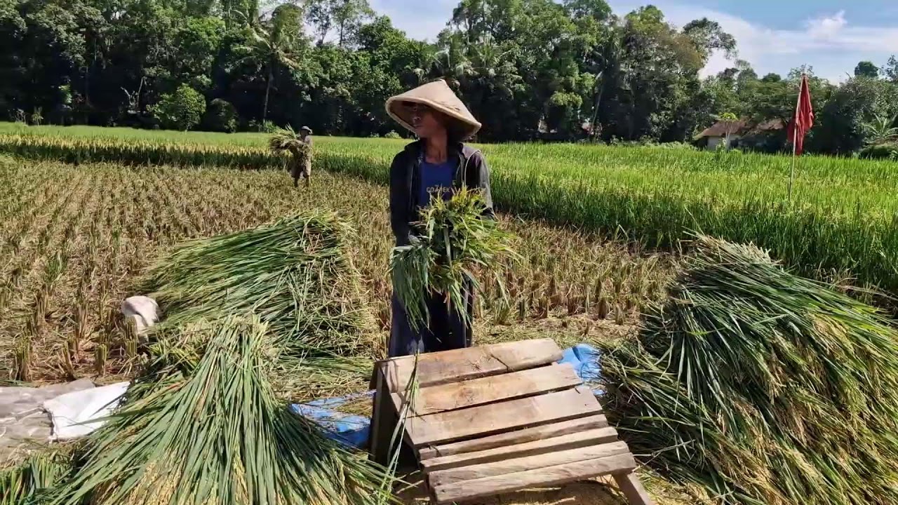 YOU WON’T BELIEVE THIS TRADITIONAL METHOD FARMERS USE TO THRESH RICE - Agriculture Farming