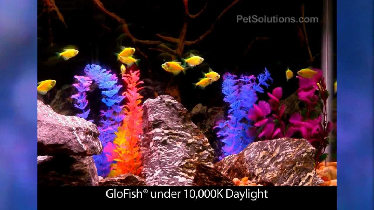 PetSolutions: GloFish® Electric Green™ Tetra