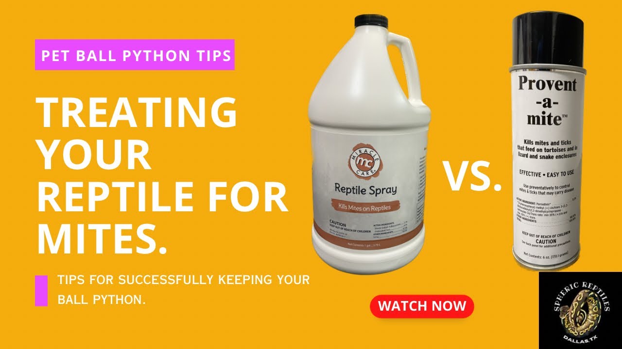 Treating Your Reptile for Mites.  #howtotreatyoursnakeformites #pets #snake #ballpython #reptiles