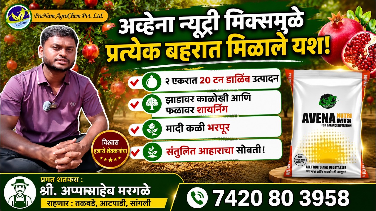 १२ वर्षे डाळिंबाची शेती एकदाही फेल नाही. इथ्रेल घेताना #अवेना न्यूट्री मिक्स पण का घ्यावे ?