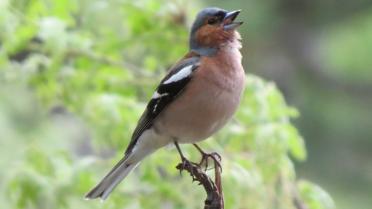 İSPİNOZ KUŞU SESİ-&Ouml;T&Uuml;Ş&Uuml; - A Chaffinch (Fringilla coelebs) Singing