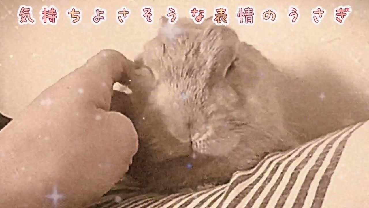 枕の上で気持ちよさそうな表情の我が子に心がほっこり
