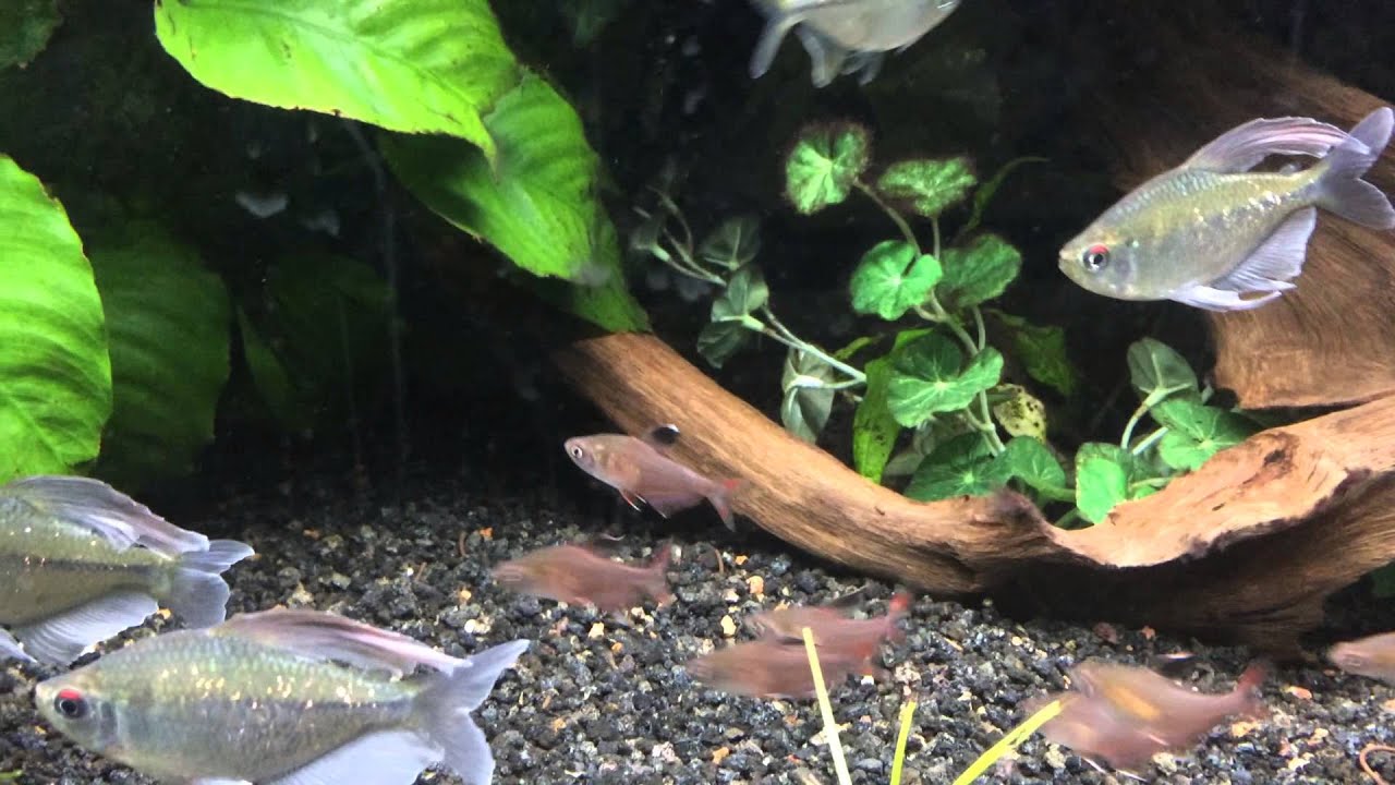 Hyphessobrycon Bentosi (Candy Cane Tetra) & Moenkhausia pittieri (Diamond Tetra)