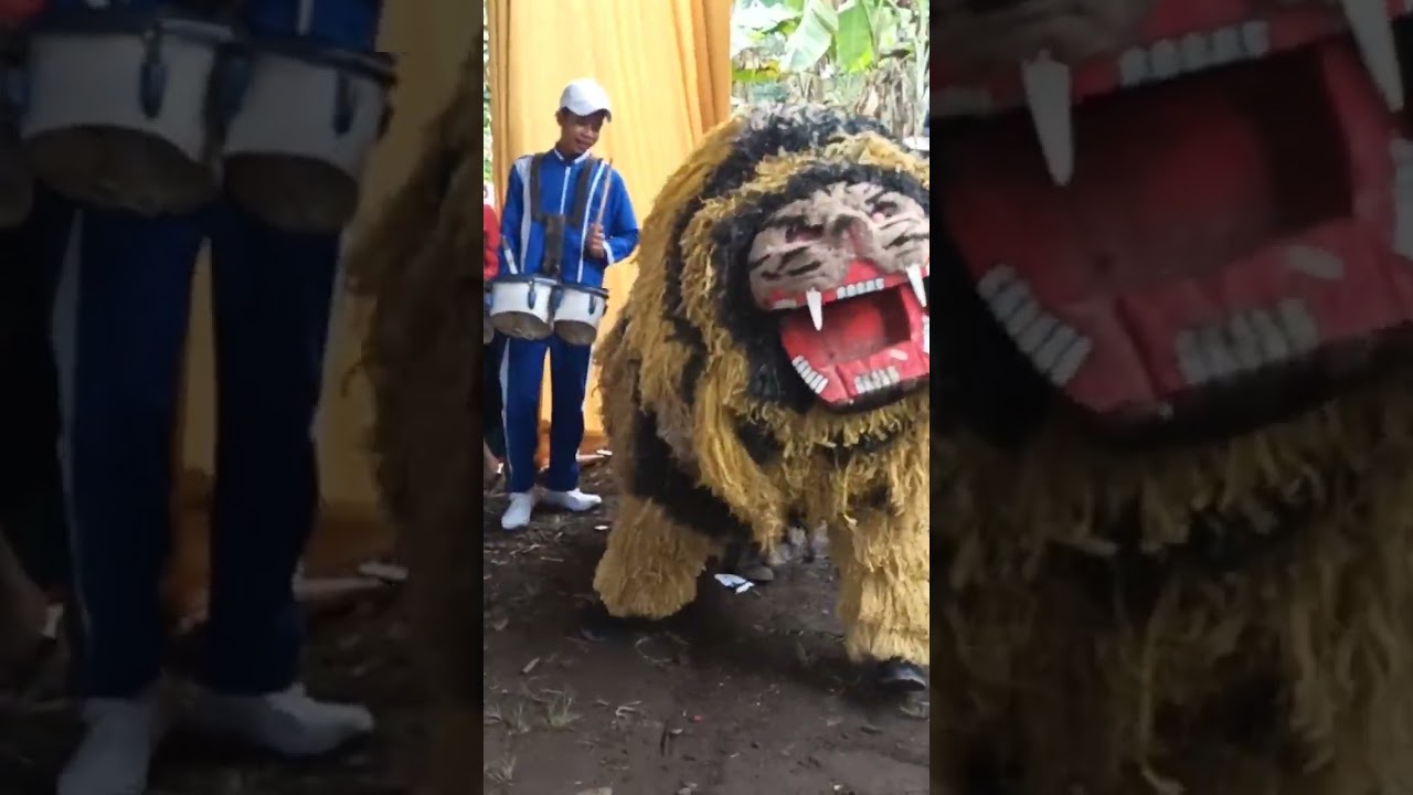 Macan Loreng Maesan Bondowoso. 👉# cek Vidio fullnya