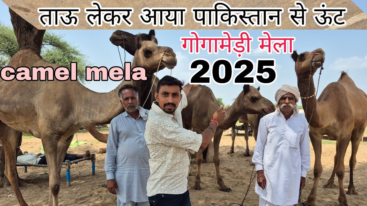 उत्तर भारत का सबसे बड़ा मेला इस मेले में पाकिस्तान से आया ऊंट राजस्थान (गोगामेड़ी मेला ) @TonyRJVlog 