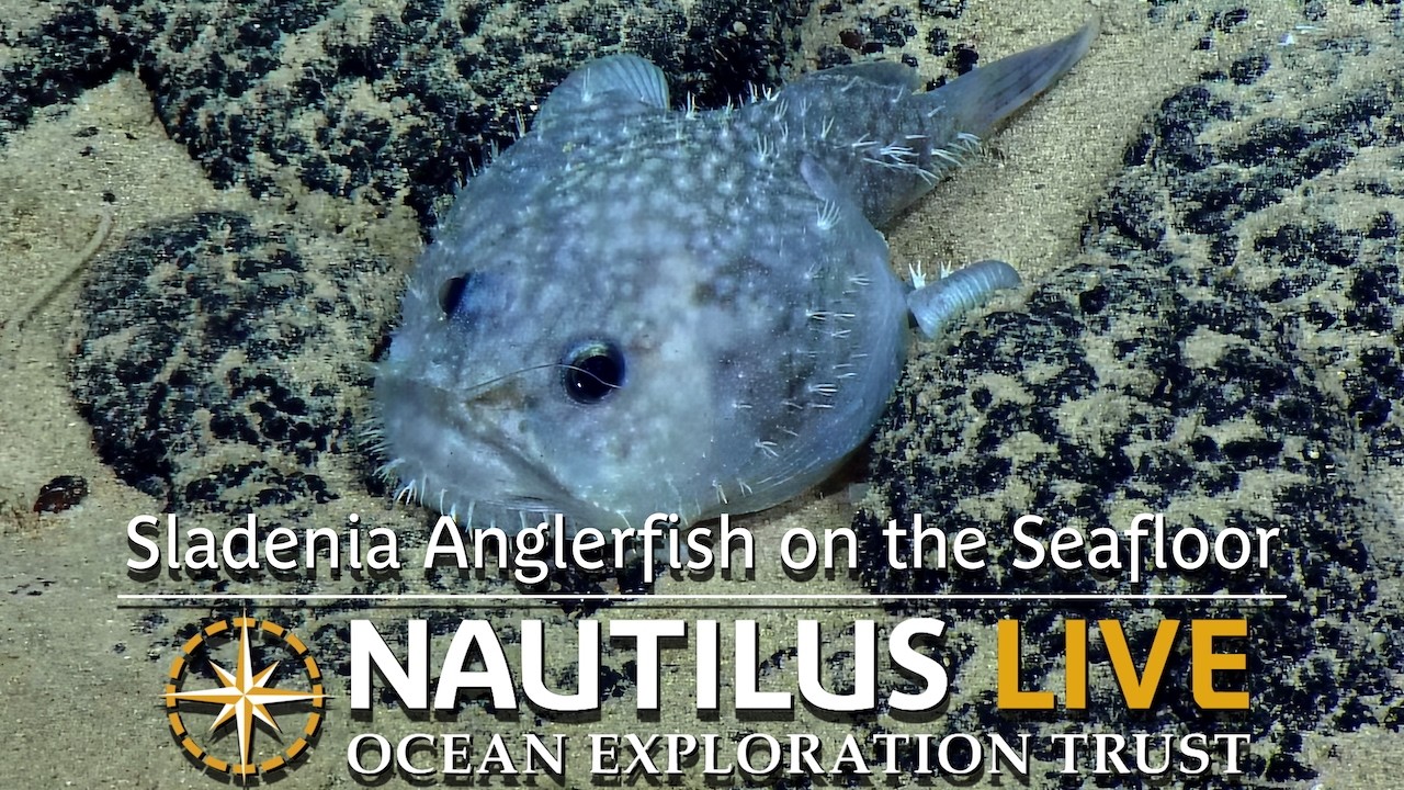 Grumpy Sladenia Anglerfish on the Seafloor | Nautilus Live