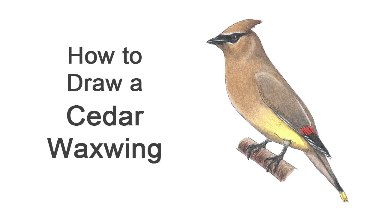 How to Draw a Cedar Waxwing Bird