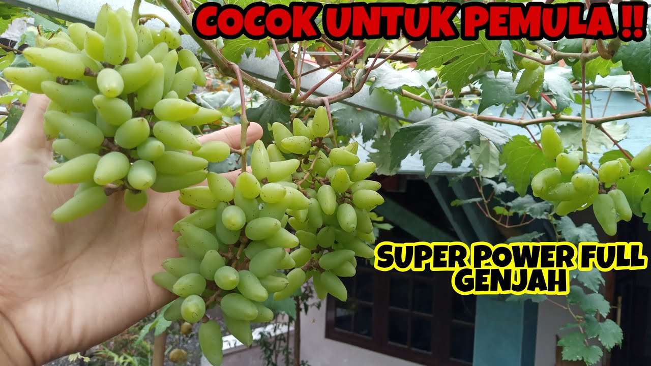 JENIS ANGGUR UNTUK PEMULA !! ANGGUR OSCAR SANGAT MUDAH BERBUAH