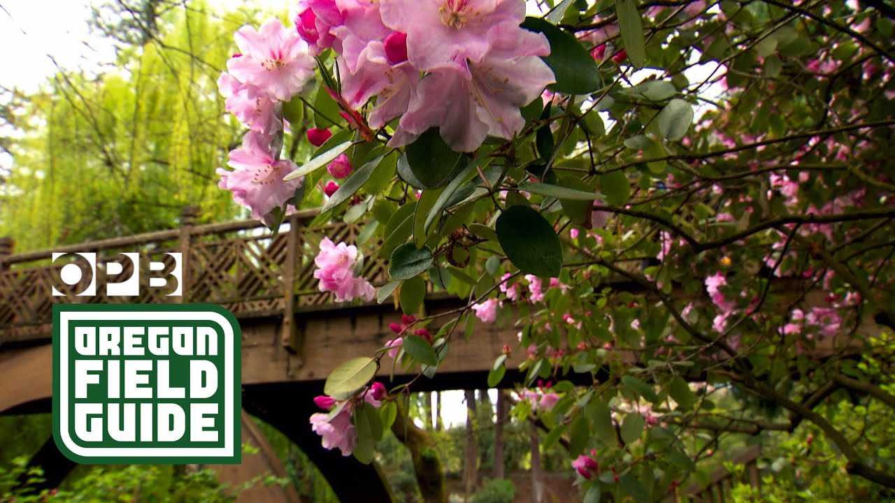Crystal Springs Rhododendron Garden | Oregon Field Guide