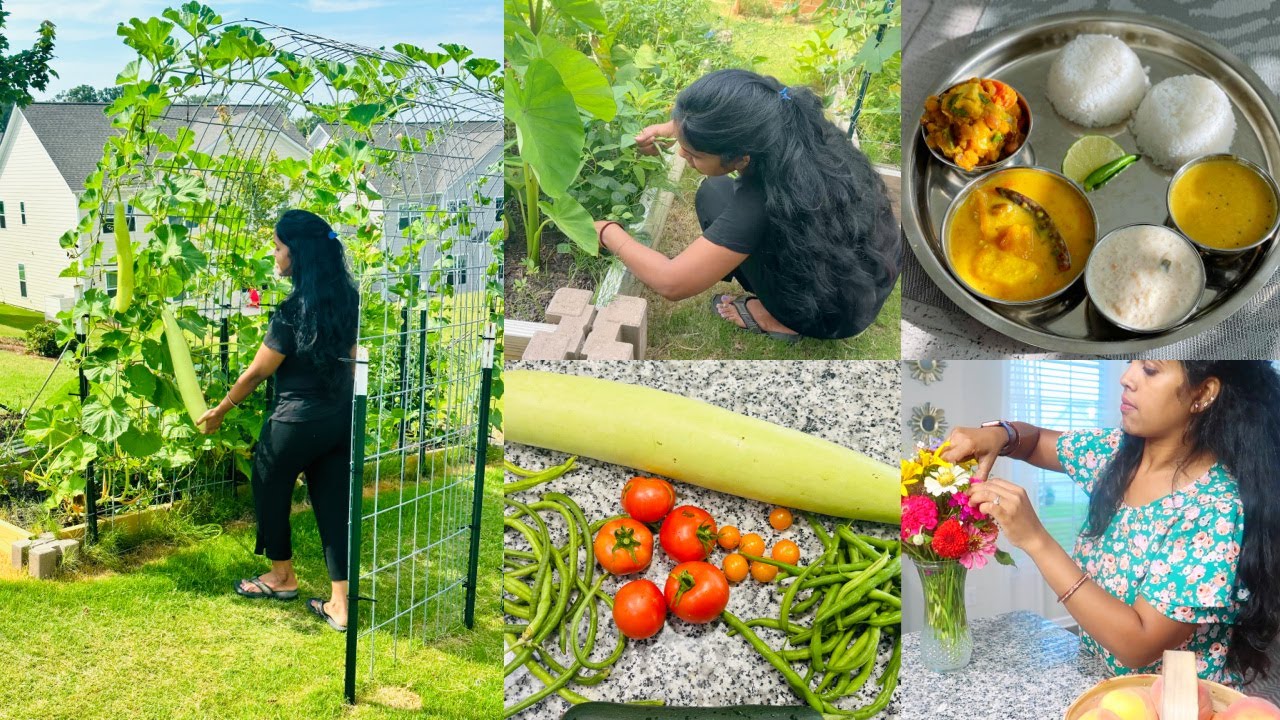 👩‍🌾OUR ORGANIC KITCHEN GARDEN 🇺🇸HARVESTING DESI VEGETABLES🍅🍆👩‍🍳GARDEN TO DINNING🍱