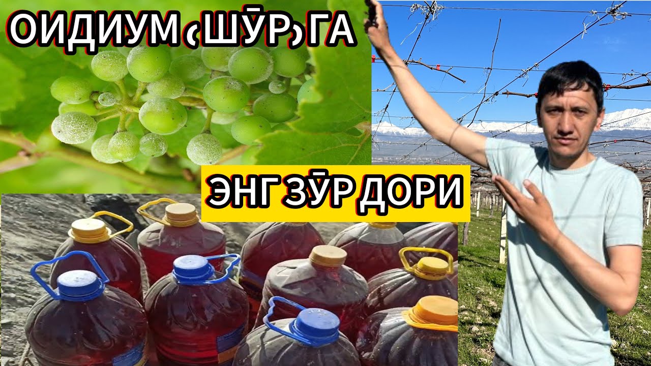 Узумни шӯр касалига қарши курашиш