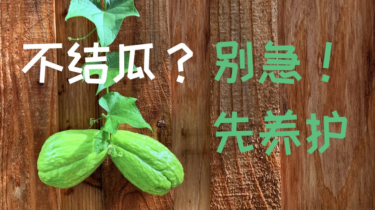 【种菜】为什么我的佛手瓜还没结瓜？｜短日照长日照植物是什么意思？｜佛手瓜开花结果前的养护｜How To Take Care Of Chayote Before Fruiting