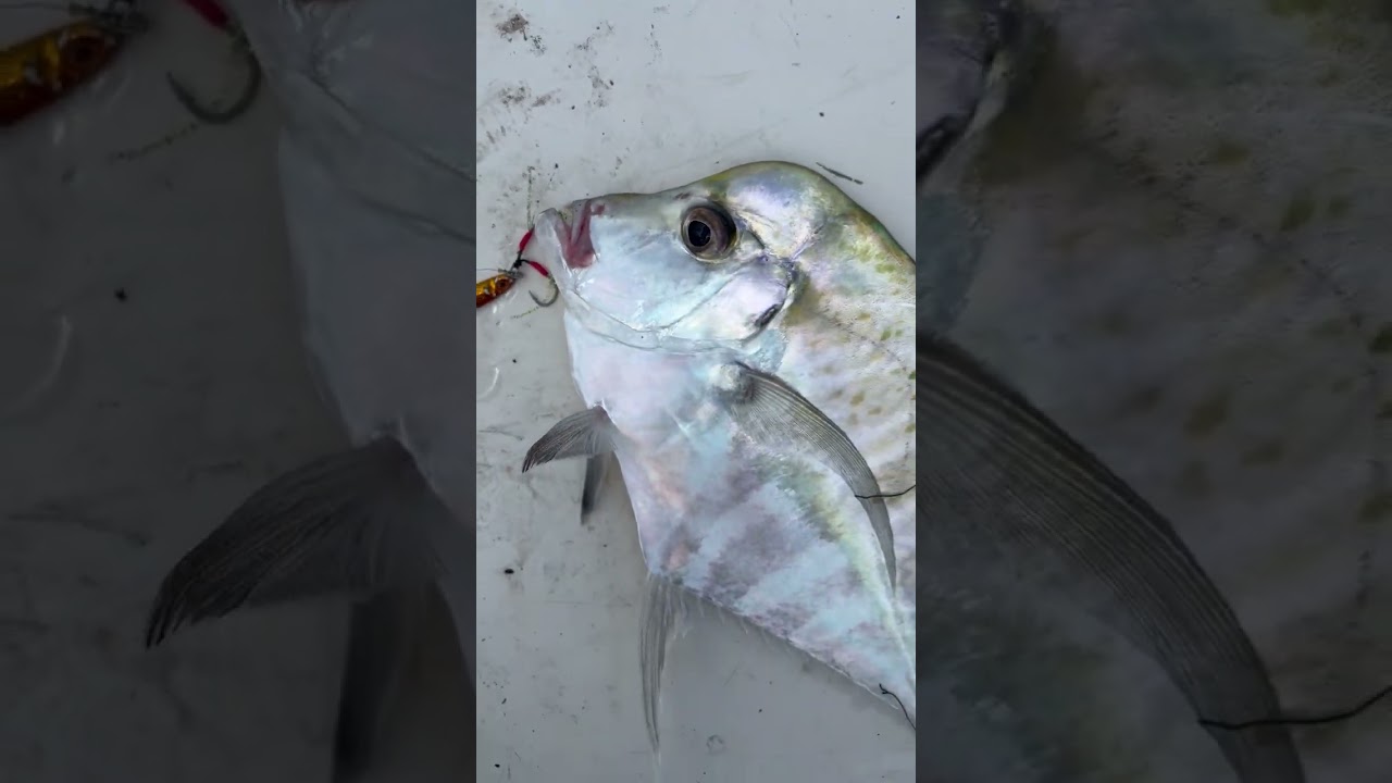 Micro Jig Ebek (Diamond Trevally) #fishing  #malaysia  #daiwa  #microjig  #sports #johor