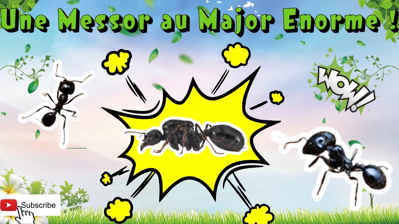 SUIVI D'ELEVAGE DES MESSOR CAPITATUS (diapause)