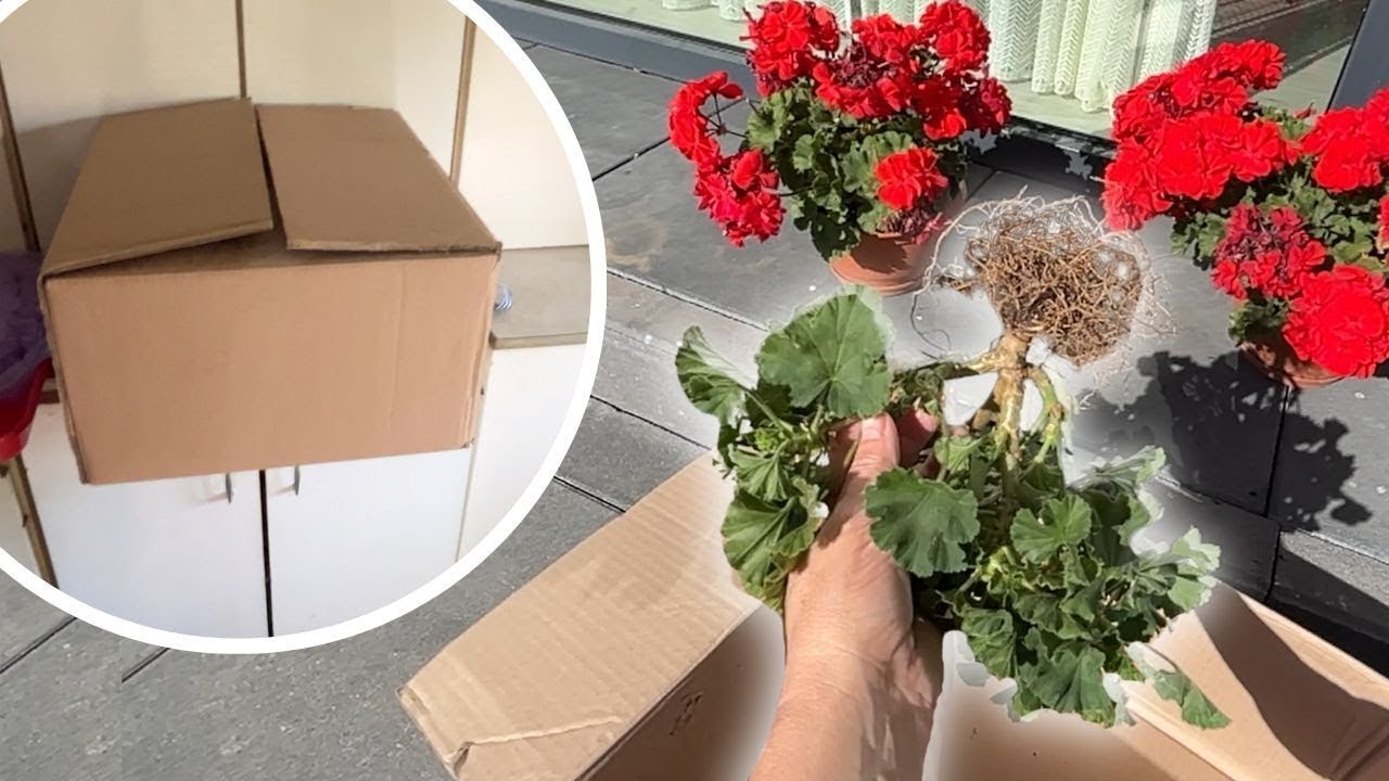 Le secret du carton pour conserver vos g&eacute;raniums tout l'hiver sans les ab&icirc;mer