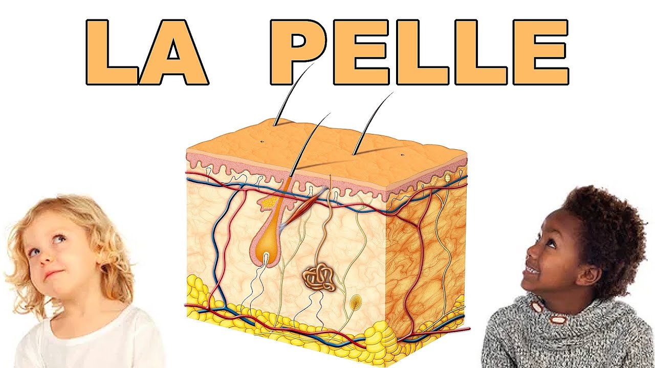 🖐🏾🖐🏻 LA PELLE - Epidermide, Derma e Ipoderma: Funzioni e Strutture (Scienza, Il Corpo Umano)