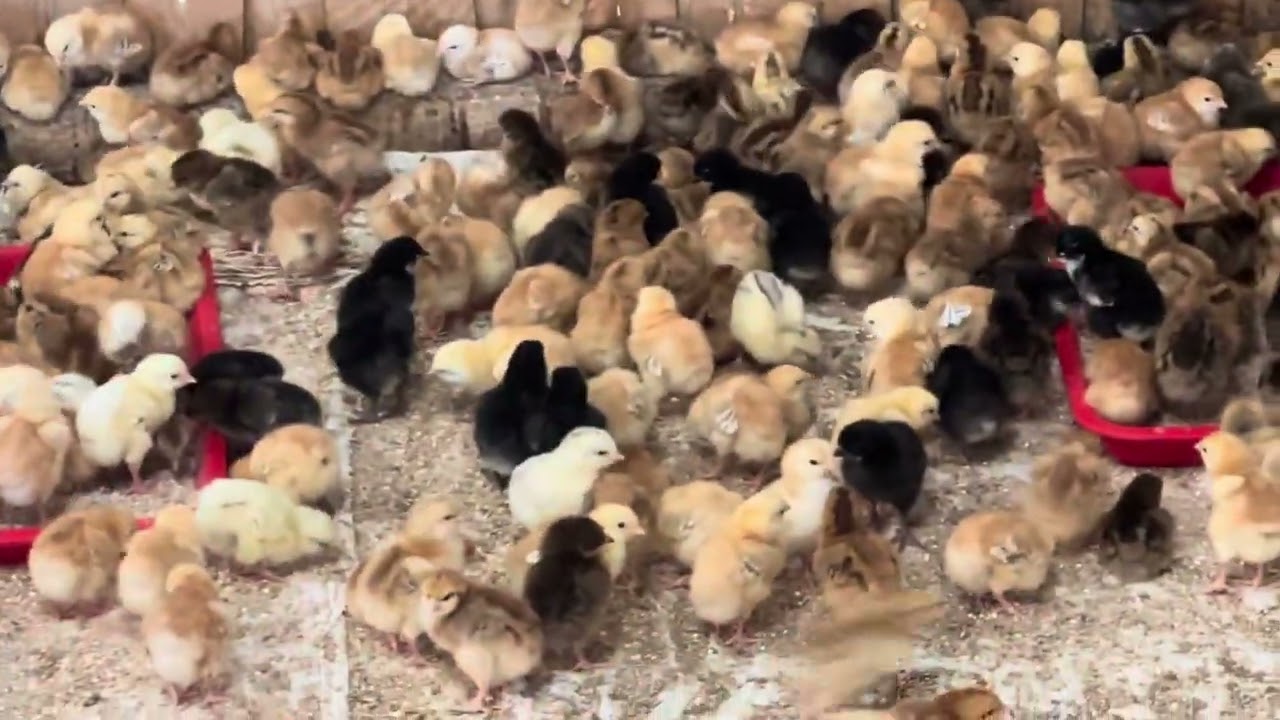 Starting 2025 on a High Note: Kukus Ready for Release - Think Big with Us!