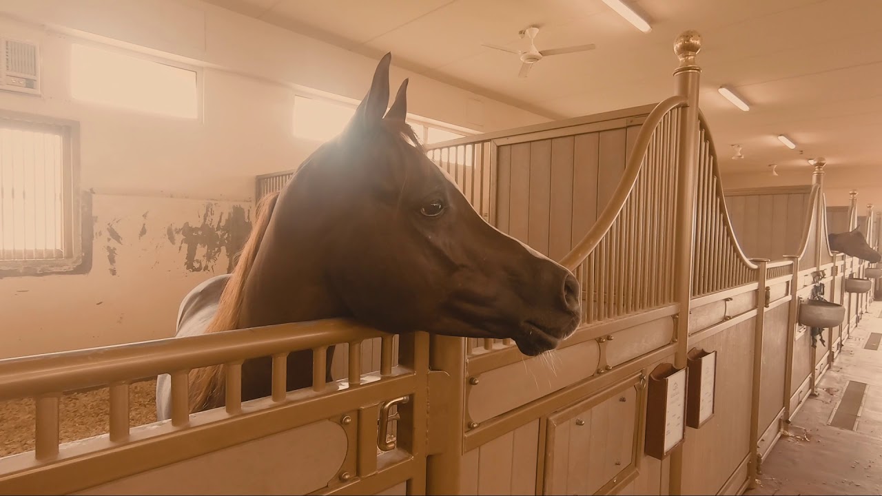 Dubai Stud - Inside barn