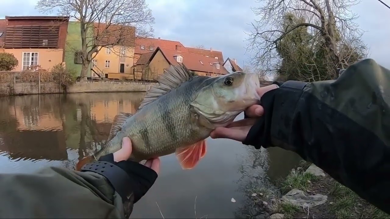 fisker efter aborre i køge å