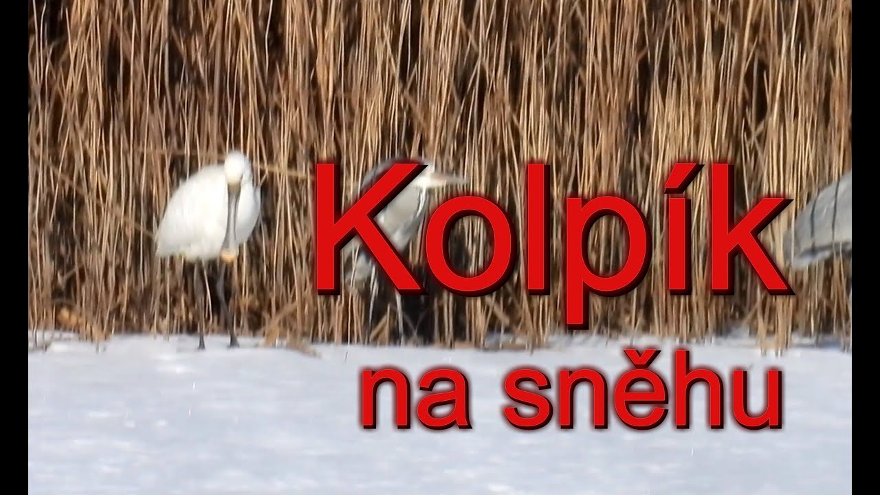 Kolpík na sněhu, Spoonbill on the snow