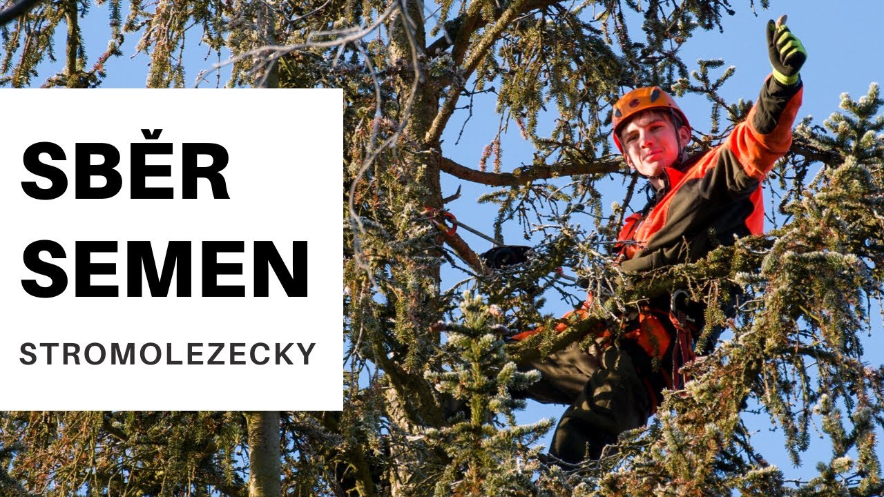 Sběr semen