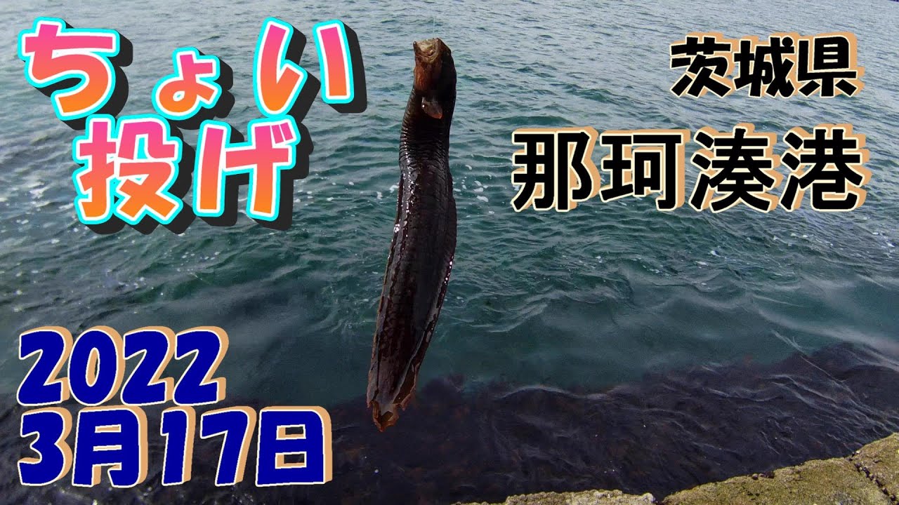 茨城県　那珂湊港　ちょい投げ　3月17日　ギンポとドンコはサバ餌が良いのでしょうか？2022