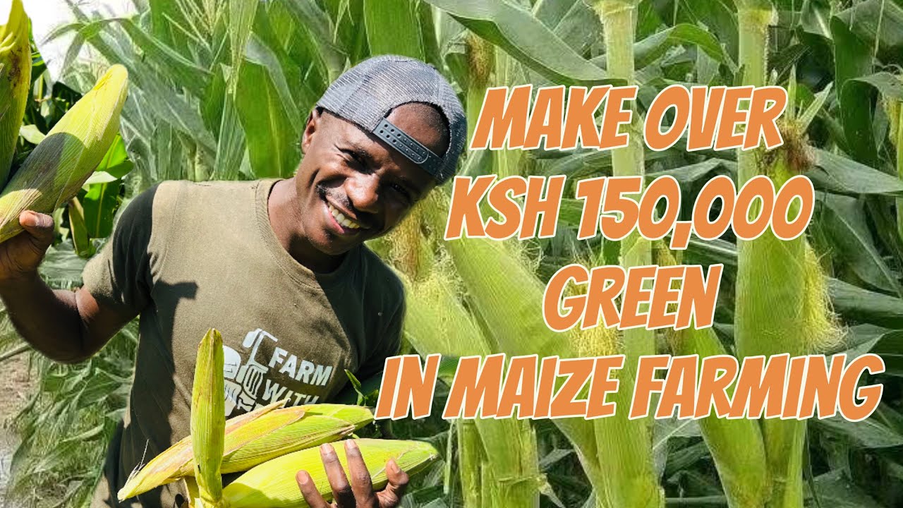 How I Became A Millionaire From Green Maize Farming In Kenya