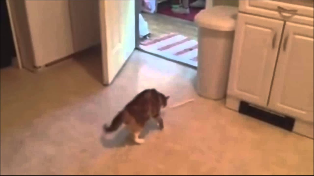 Cats Getting Scared and Jumping Compilation 2013 Part 2