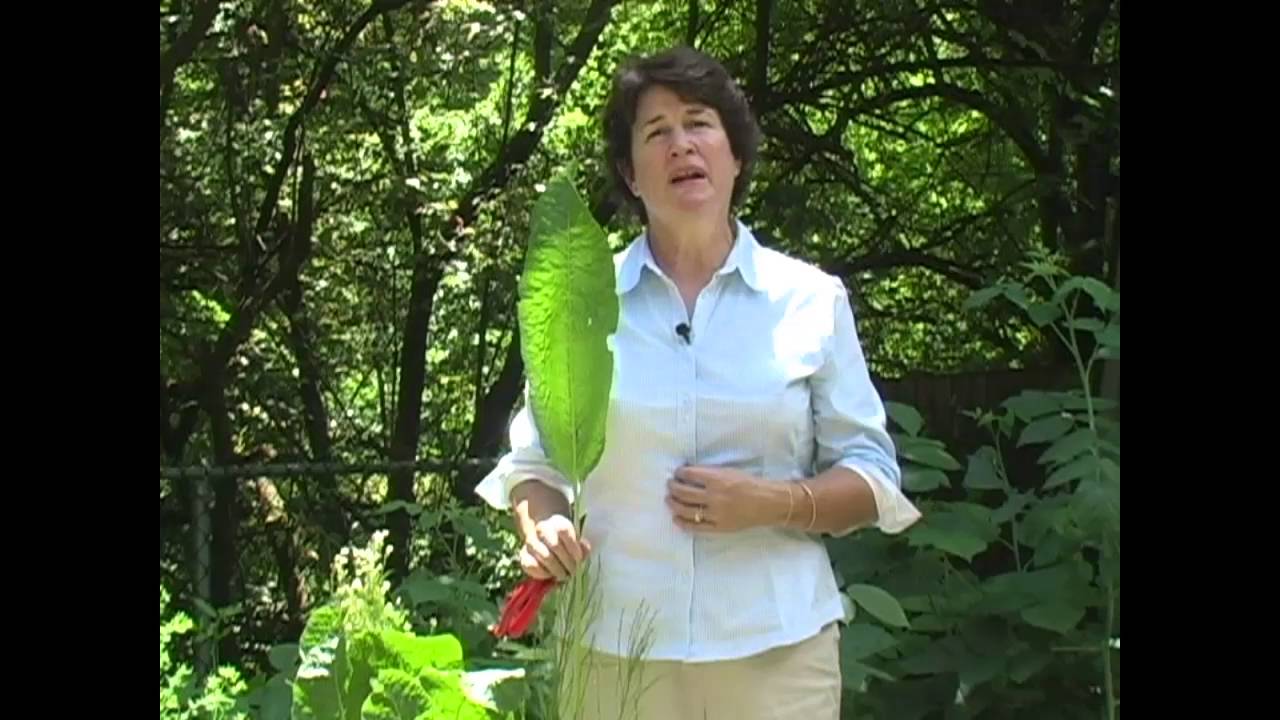 Harvesting Horseradish - Millcreek Herbs