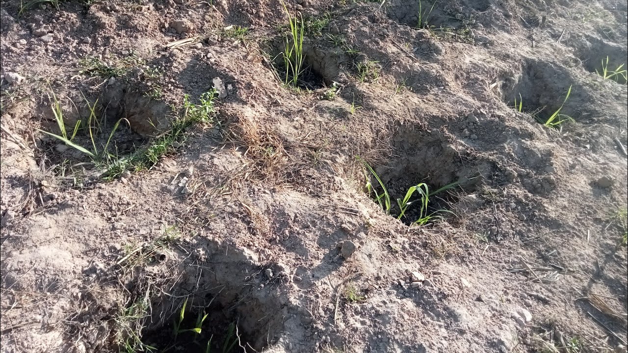 แนวทางการปลูกอ้อยให้ได้ลำอวบใหญ่  #อ้อยสุพรรณบุรี1 #farming #อ้อยคั้นน้ำ