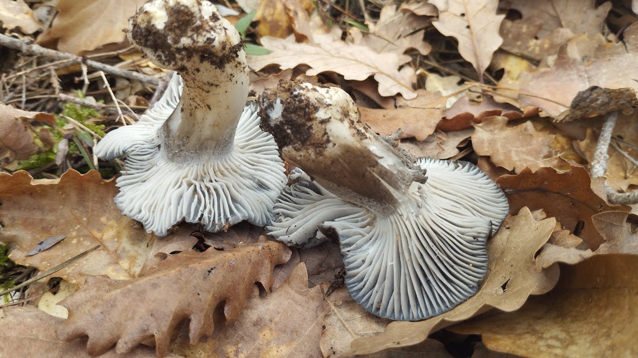 Boletaire Furiós - 28 de Febrer de 2025 Marçots (hygrophorus marzuolus)