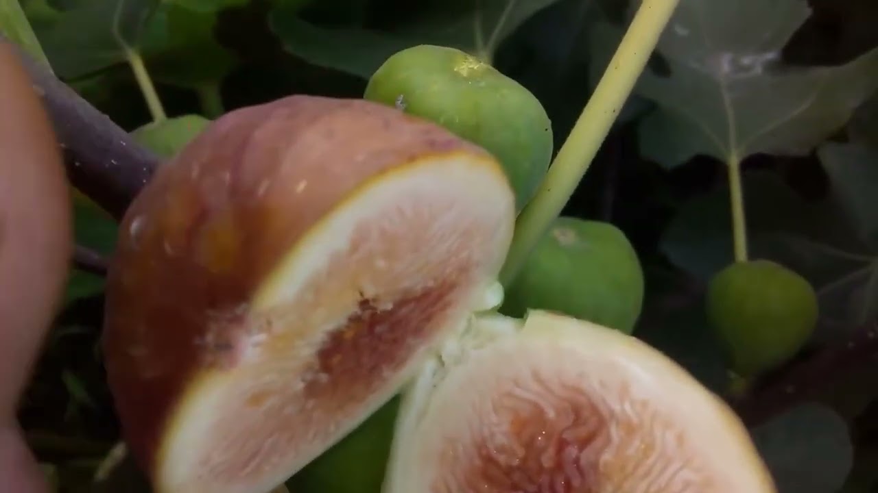 Slovakian (NITRA) FIG@everyone @farmingleaderOfficial @farmya @Farmees @FarjanaDrawingAcademy 
