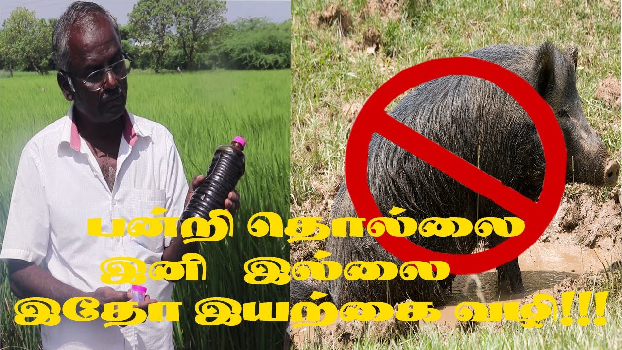 விவசாயத்தில் பன்றிகளை இயற்கை முறையில் கட்டுப்படுத்தும் மருந்து