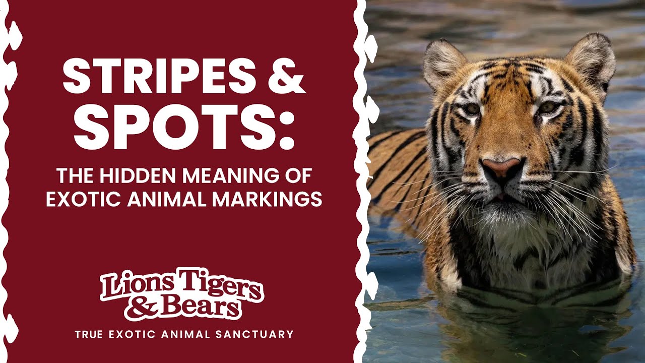 Stripes & Spots The Hidden Meaning of Exotic Animal Markings